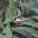 spin in het web